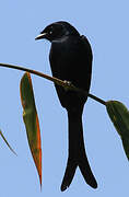 Drongo royal