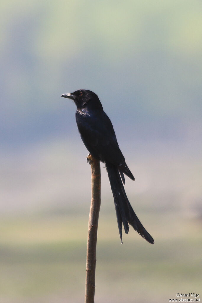 Drongo royaladulte