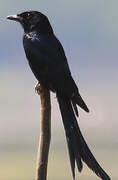 Black Drongo