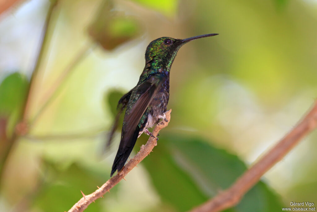 Fork-tailed Woodnymph male adult