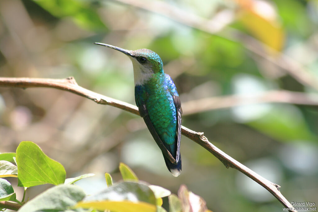 Crowned Woodnymph female adult