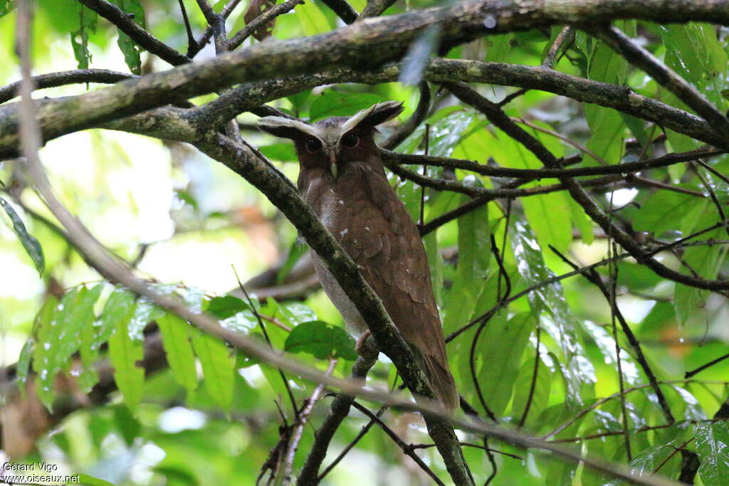 Crested Owladult, identification