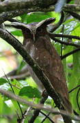 Crested Owl