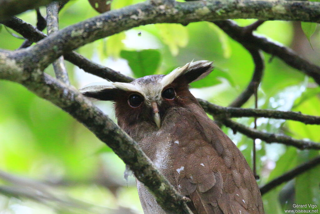 Crested Owladult