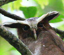 Crested Owl