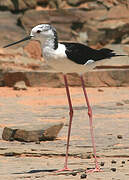 Black-winged Stilt