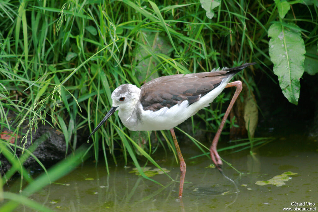 Black-winged Stilt female adult