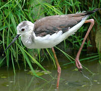 Black-winged Stilt