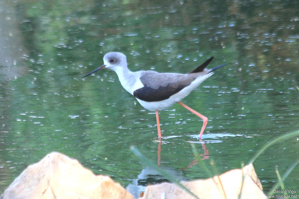 Black-winged Stiltjuvenile