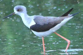 Black-winged Stilt