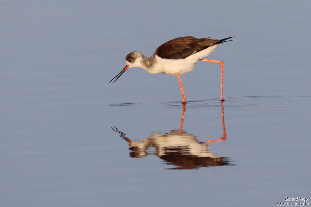 Black-winged Stiltimmature