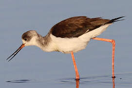 Black-winged Stilt