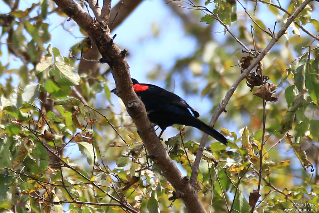 Red-shouldered Cuckooshrikeadult