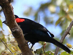 Red-shouldered Cuckooshrike