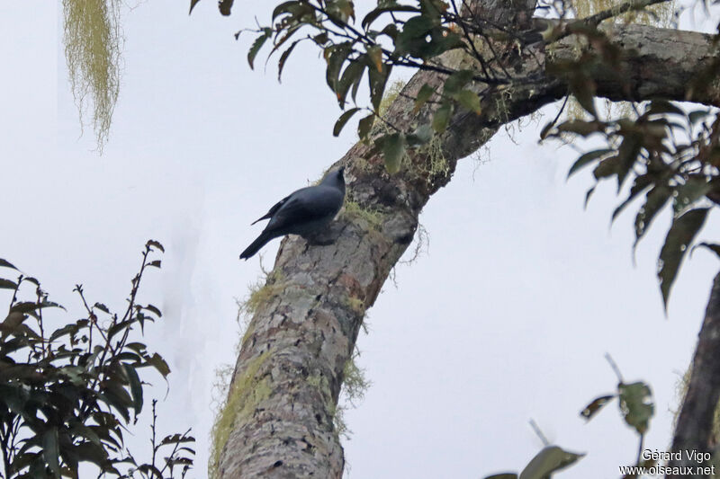 Black-bellied Cuckooshrikeadult