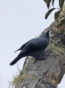 Black-bellied Cuckooshrike