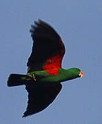 Papuan Eclectus