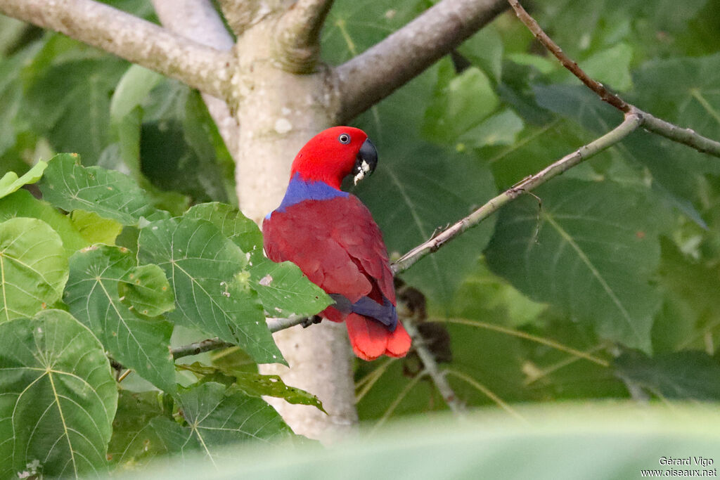 Papuan Eclectus female adult