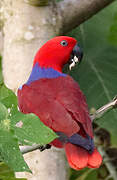 Papuan Eclectus