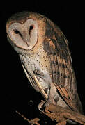 American Barn Owl