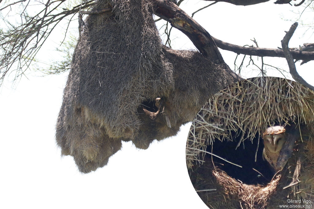 Effraie des clochers