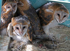 Western Barn Owl