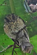 Mountain Owlet-nightjar