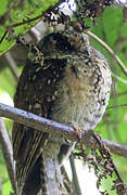 Mountain Owlet-nightjar