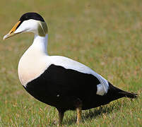 Common Eider