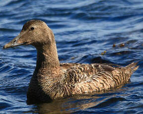 Eider à duvet