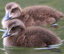 Common Eider