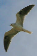 White-tailed Kite