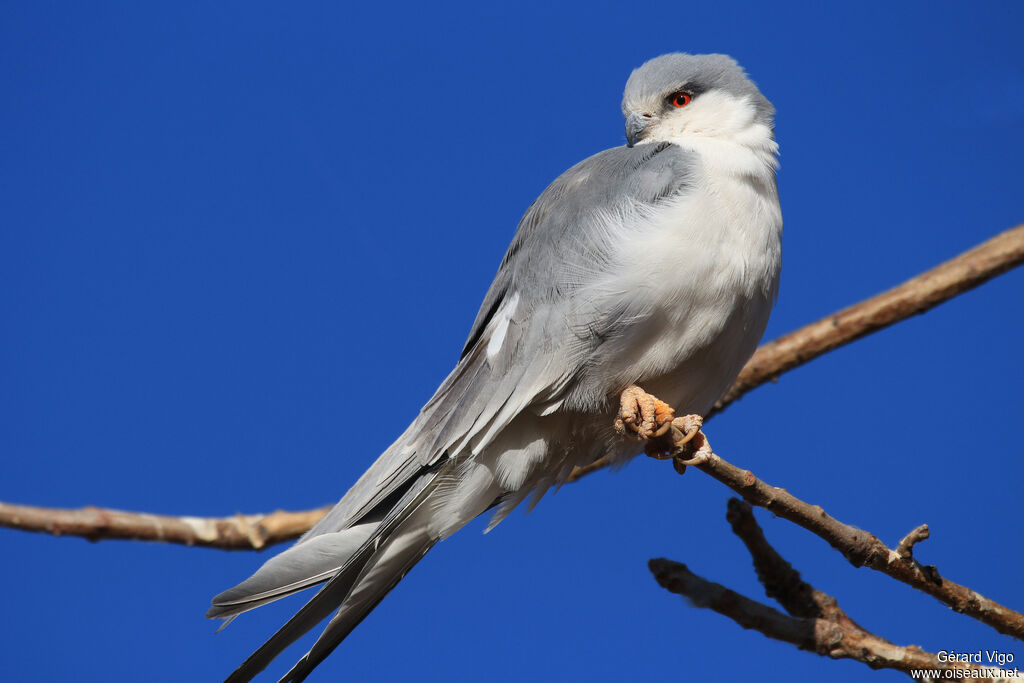 Scissor-tailed Kiteadult