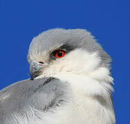 Scissor-tailed Kite