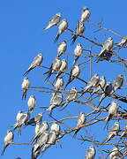 Scissor-tailed Kite