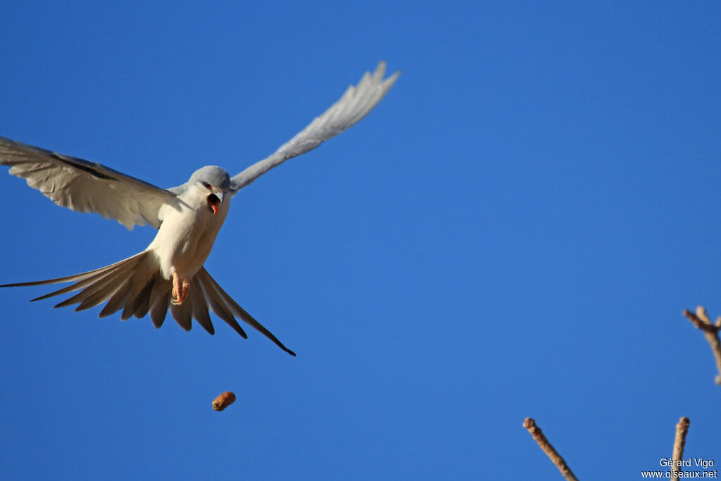 Scissor-tailed Kiteadult, Behaviour