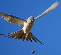 Scissor-tailed Kite