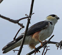 Pearl Kite