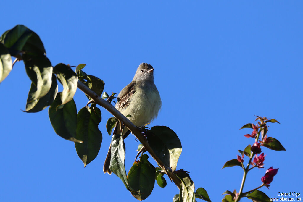 Yellow-bellied Elaeniaadult