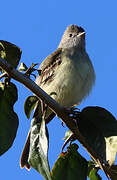 Yellow-bellied Elaenia