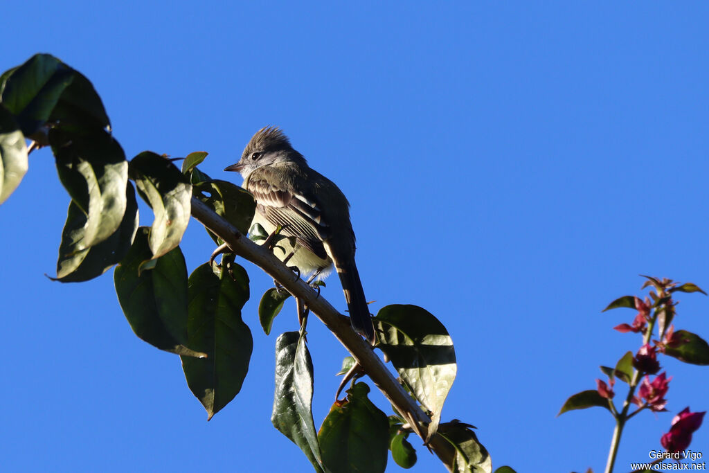 Yellow-bellied Elaeniaadult