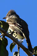 Yellow-bellied Elaenia