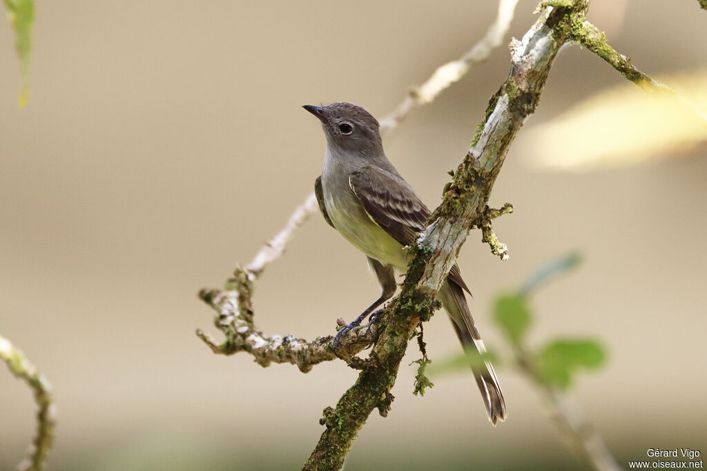 Lesser Elaeniaadult