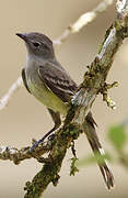 Lesser Elaenia