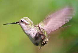 Coppery Emerald