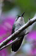 Western Emerald