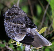 White-winged Nightjar