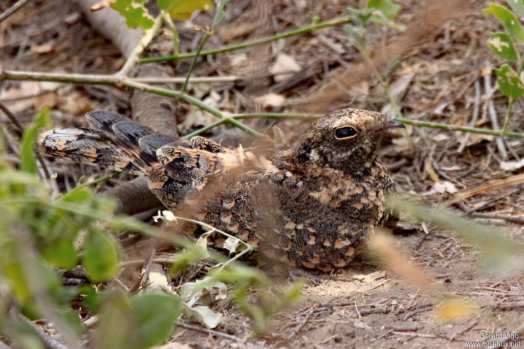 Standard-winged Nightjar female adult