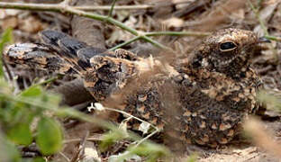 Standard-winged Nightjar