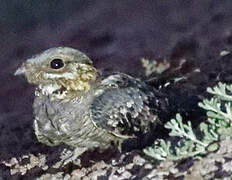 Red-necked Nightjar